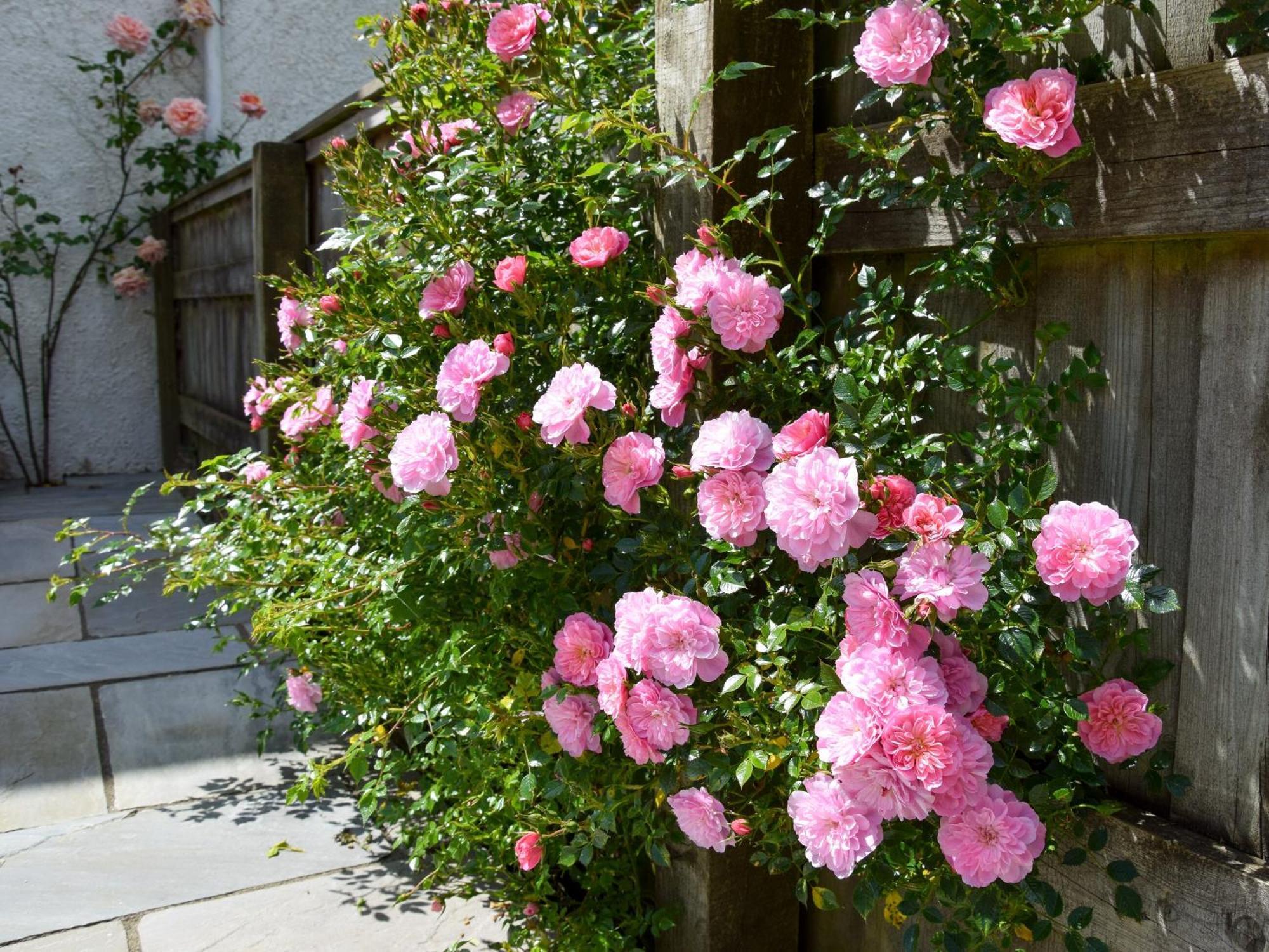 Willa Sweet Briar - 8234 Bridport Zewnętrze zdjęcie